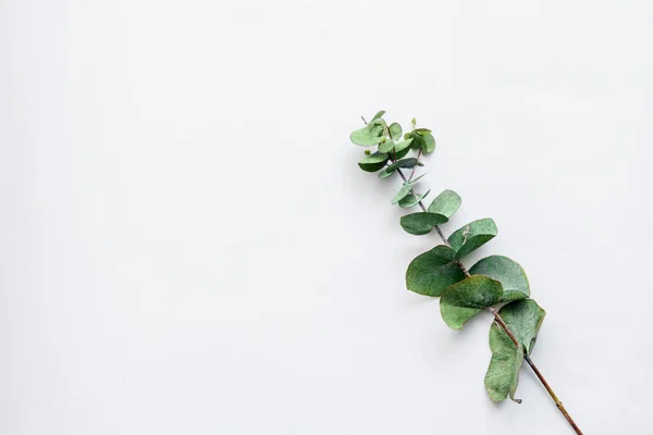 Grüne Blätter auf weißem Hintergrund. flache Lage, Draufsicht. Platz für Text — Stockfoto