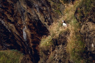 Atlantik cliff, iç içe geçmiş koloni kuş, colouful Gaga ile kutup siyah beyaz şirin kuş, kuş kaya, yeşil renkli, güzel komik kuş kayanın üzerine oturmuş martı