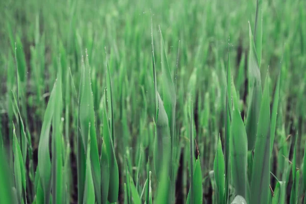 Folhas verdes, plantas tropicais a crescer em estado selvagem. Fecha. Padrão, textura, fundo — Fotografia de Stock