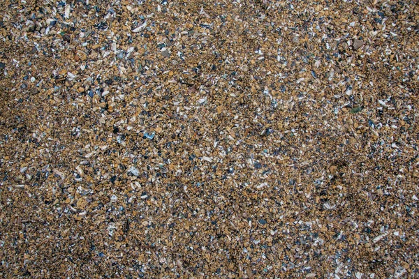 Shell e pedra de seixo para textura de fundo — Fotografia de Stock