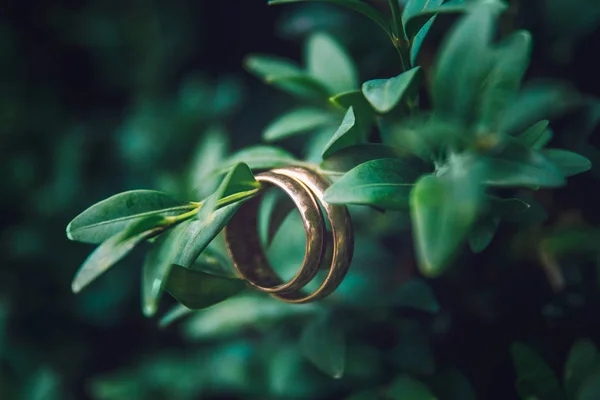 Vigselringar på grenarna. Den gyllene ringar av bruden och brudgummen hänga vackert på grenarna av en grön buske — Stockfoto