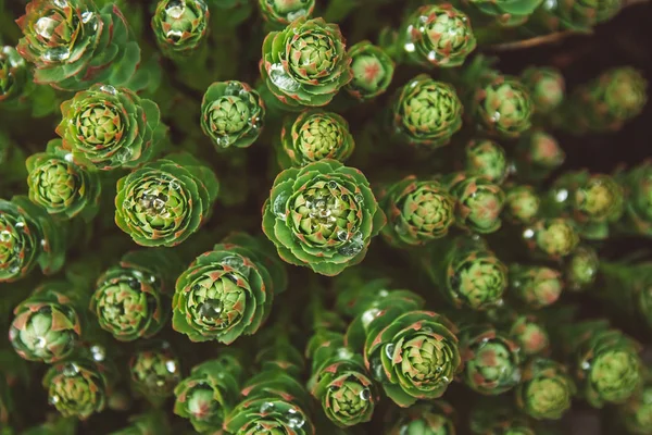 Plantas verdes com gotas de orvalho crescendo na natureza. Close up Padrão, textura, fundo. Vista superior. Espaço para cópia. Pode ser usado como um banner — Fotografia de Stock