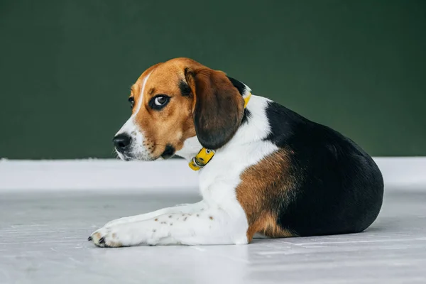 Beagle perro con un collar amarillo se sienta en un piso de madera blanca. Perro tricolor se ve triste . — Foto de Stock