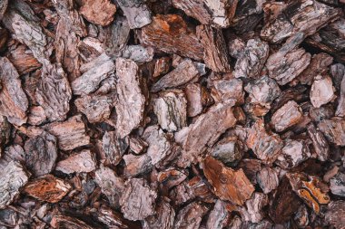 Kozalaklı ağaç kabuğu parçalarının arkaplanı. Soyut arkaplan dokusu. Üst görünüm