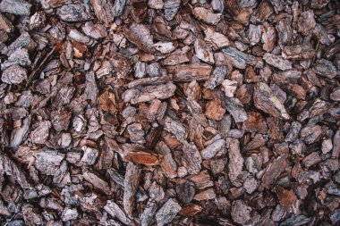 Kozalaklı ağaç kabuğu parçalarının arkaplanı. Soyut arkaplan dokusu. Üst görünüm