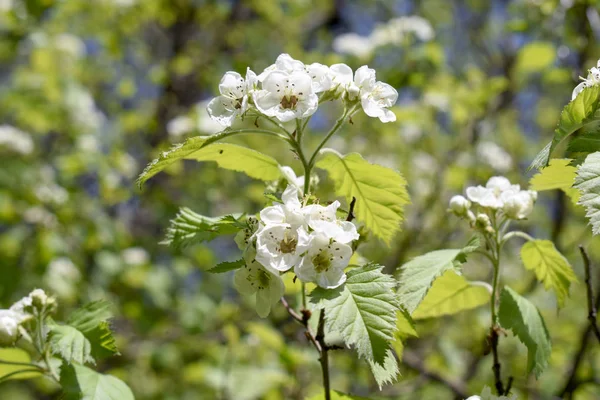 White Flower Tree — Stock Photo, Image