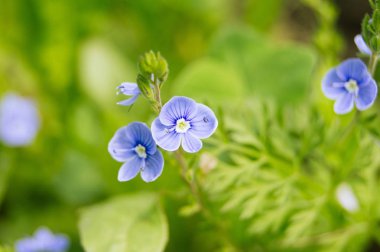 Tıbbi bitki Veronika Dubravnaya