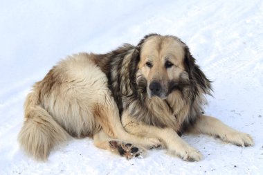 Eski dağ köpek