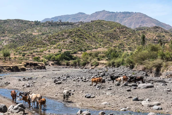 埃塞俄比亚北部提格雷的婆罗门或泽布公牛饮水 — 图库照片