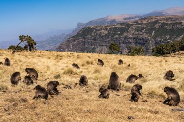 Gelada babun - Theropithecus Gelada. Simien Dağları Milli Parkı Etiyopya