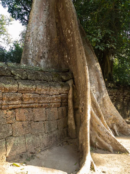 柬埔寨吴哥塔普伦古庙 — 图库照片
