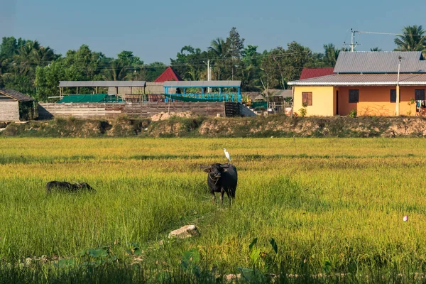 Belle excursion à la campagne dans un district rural tropical, Siem Reap, Cambodge — Photo