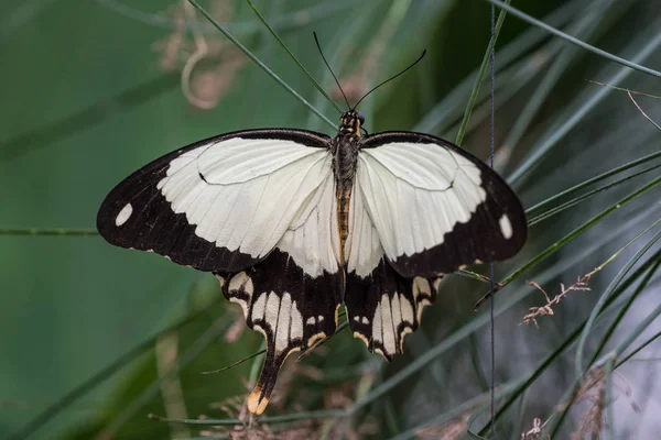 Africana mariposa cola de golondrina blanca, Papilio dardanus sentado en una hoja —  Fotos de Stock