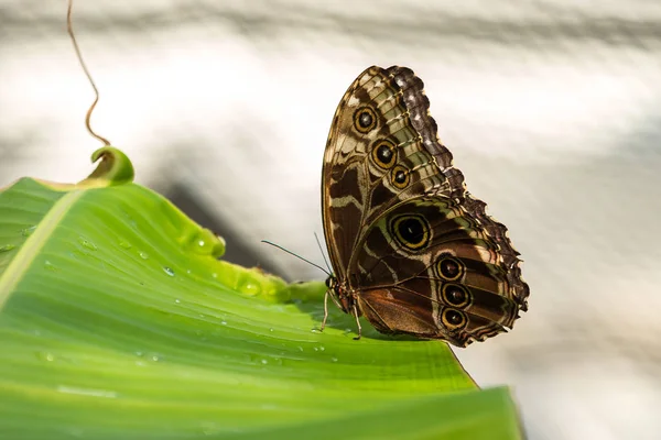 Бабочка-сова, калиго-эврилох. красивая коричневая бабочка — стоковое фото