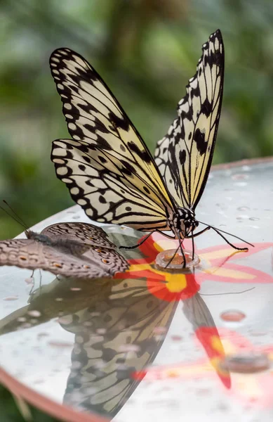 Borboleta de Ninfa de árvore ou borboleta de Papel de Arroz, Idea leuconoe em flores — Fotografia de Stock