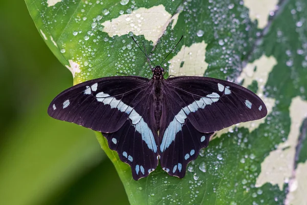 Farfalla blu morpho o l'imperatore, peleides morpho poggiante su un fiore — Foto Stock