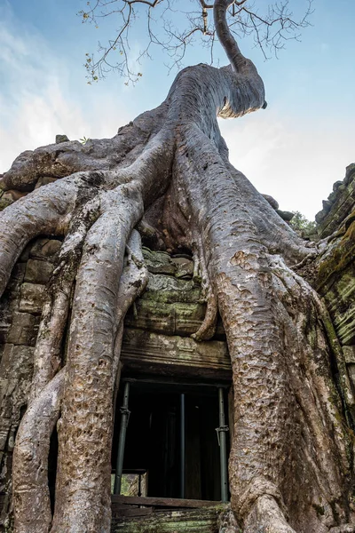 Der antike Tempel von ta prohm, angkor, Kambodscha — Stockfoto