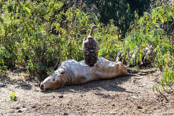 Griffon Vulture Gyps fulvus manger une vache morte en Ethiopie — Photo