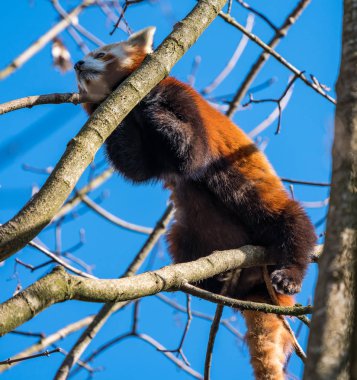 Red panda, Ailurus fulgens, küçük panda olarak da bilinir.