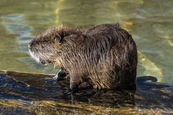 Coypu, Myocastor coypus, also known as river rat or nutria — Stock Photo, Image