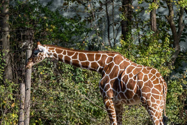 Żyrafa, Giraffa camelopardalis jest afrykański ssak — Zdjęcie stockowe
