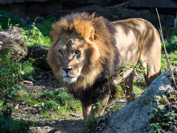 O leão, Panthera leo é um dos quatro grandes gatos do gênero Panthera — Fotografia de Stock