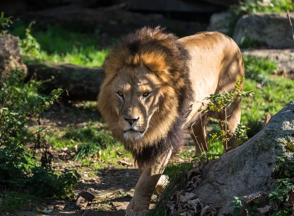 Лев, Panthera leo является одним из четырех больших кошек в роде Panthera — стоковое фото