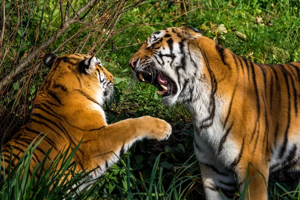 O tigre siberiano, Panthera tigris altaica no zoológico — Fotografia de Stock