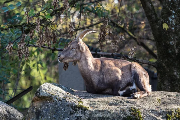 Erkek dağ dağ keçisi ya da bir kayaya oturan capra ibex — Stok fotoğraf