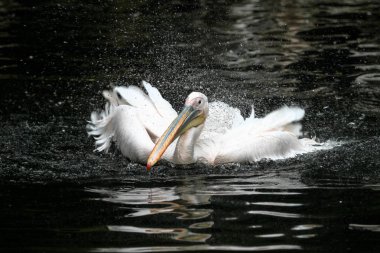 Büyük beyaz pelikan, Pelecanus onocrotalus Hayvanat Bahçesi