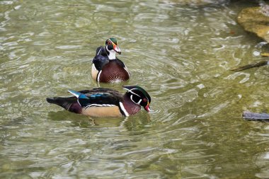 Ahşap ördek veya Carolina ördek, ördek tıraşlama bir tür Aix sponsa olduğunu