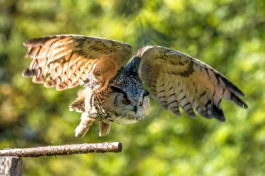 Sibirya kartal baykuş bubo bubo sibiricus. Dünyanın en büyük baykuş
