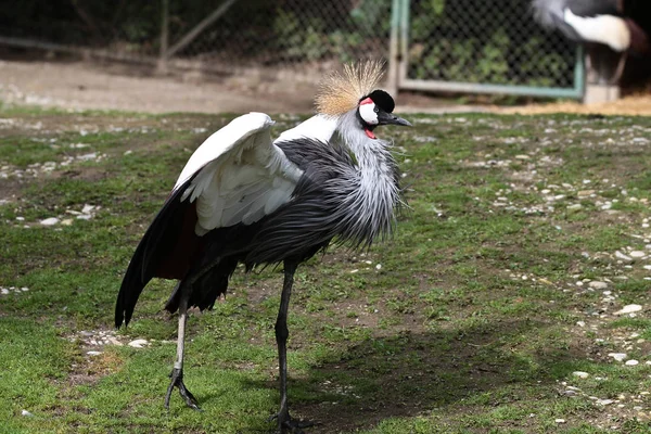 Siyah taç Crane, Balearica pavonina Hayvanat Bahçesi — Stok fotoğraf