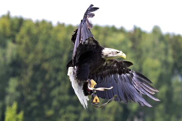 Kel kartal lat. haliaeetus leucocephalus portresi — Stok fotoğraf