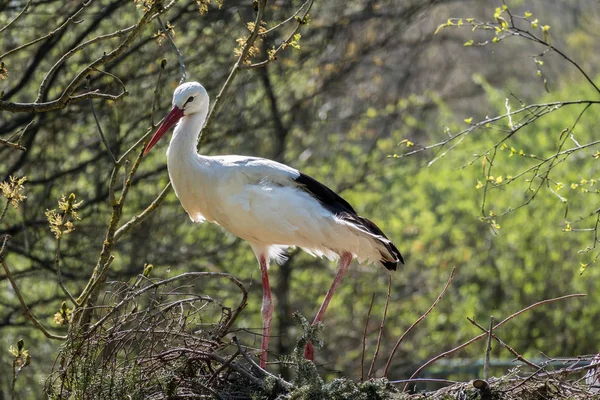 Ευρωπαϊκό λευκό πελαργός, Ciconia ciconia σε ένα γερμανικό φύση πάρκο — Φωτογραφία Αρχείου