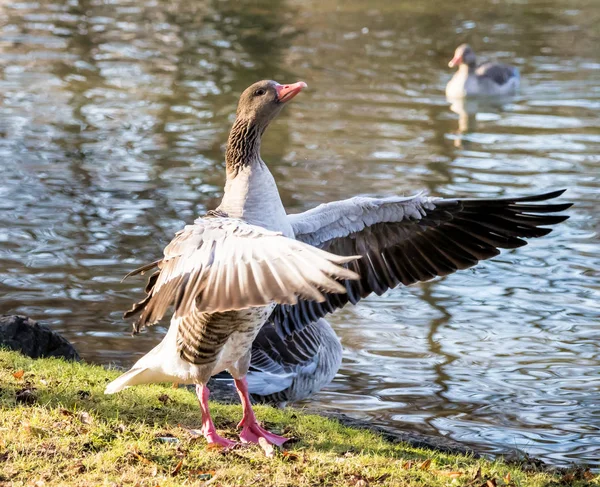 The greylag goose, Anser anser is a species of large goose — Stock Photo, Image