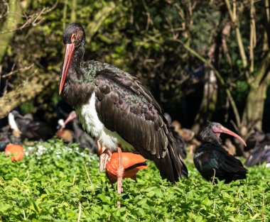 Siyah leylek, Ciconia nigra bir Alman Doğa Parkı