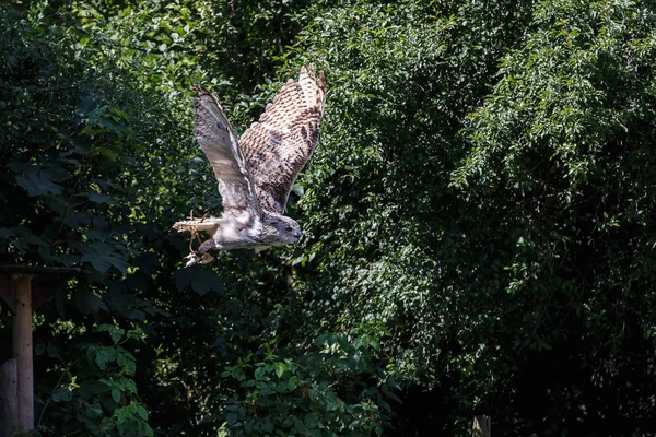 Euroasijské výr velký Bubo bubo v německé přírodní park — Stock fotografie