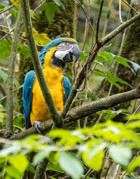 A arara azul e amarela, Ara ararauna é um grande papagaio sul-americano — Fotografia de Stock