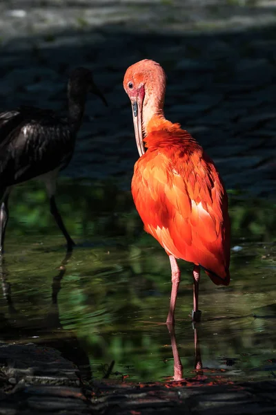 Scarlet ibis, Eudocimus ruber. Animais selvagens no zoológico — Fotografia de Stock