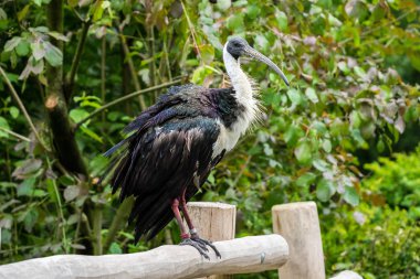 Saman boyunlu aynak Threskiornis spinicollis Hayvanat Bahçesi