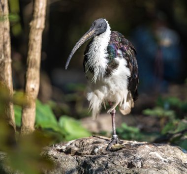 Saman boyunlu aynak Threskiornis spinicollis Hayvanat Bahçesi