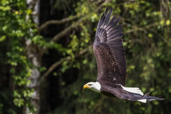 Flying bald eagle lat. haliaeetus leucocephalus in a park — Stock Photo, Image