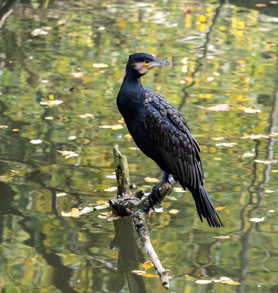 De grote Aalscholver, Phalacrocorax carbo drogen zijn veren. — Stockfoto