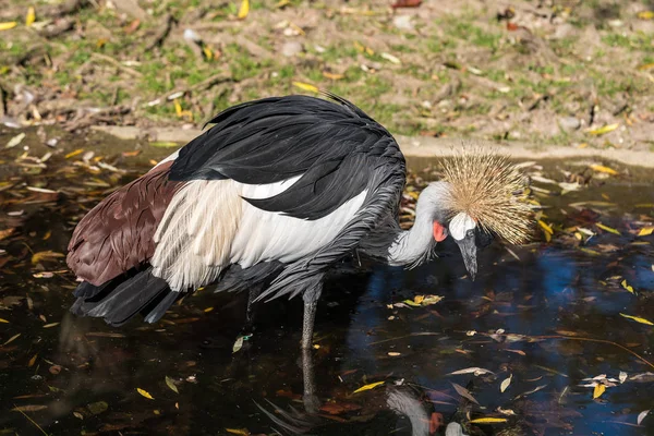 Μαύρο στεφθεί Crane, Balearica pavonina στο ζωολογικό κήπο — Φωτογραφία Αρχείου
