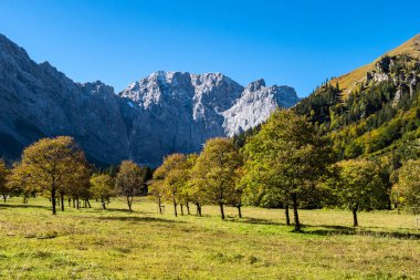 akçaağaç, Ahornboden, Karwendel'de Dağları, Tyrol, Avusturya