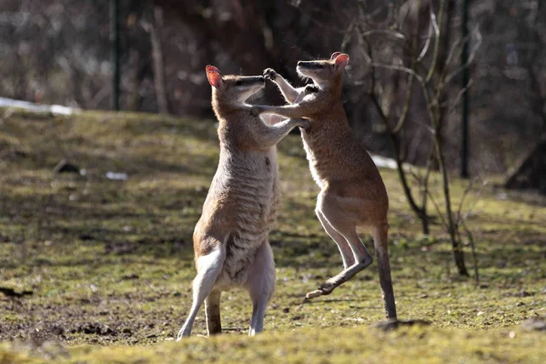 Red kangaroo, Macropus rufus in a german zoo