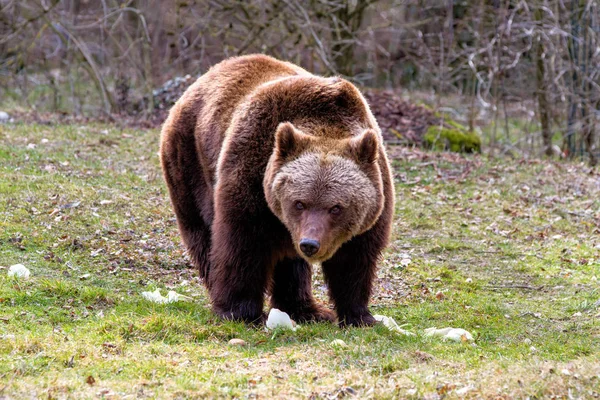 Urso pardo europeu, ursus arctos em um parque — Fotografia de Stock