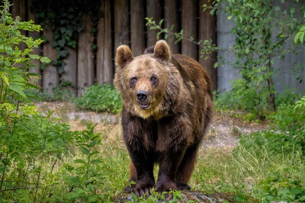 Avrupa boz ayı, ursus arctos bir parkta — Stok fotoğraf