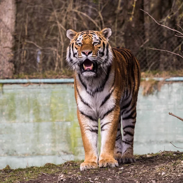 The Siberian tiger,Panthera tigris altaica in the zoo — Stock Photo, Image